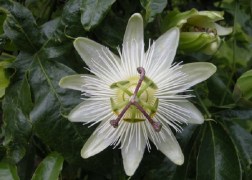 Passiflora Caerulea White Lightning / Fehér golgotavirág